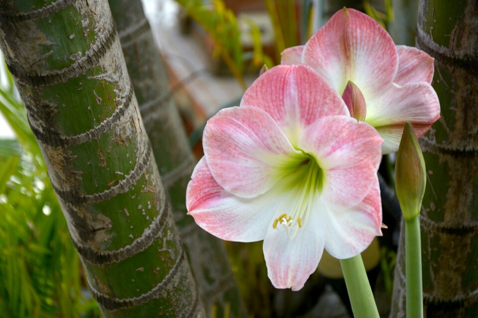 Flower spring garden