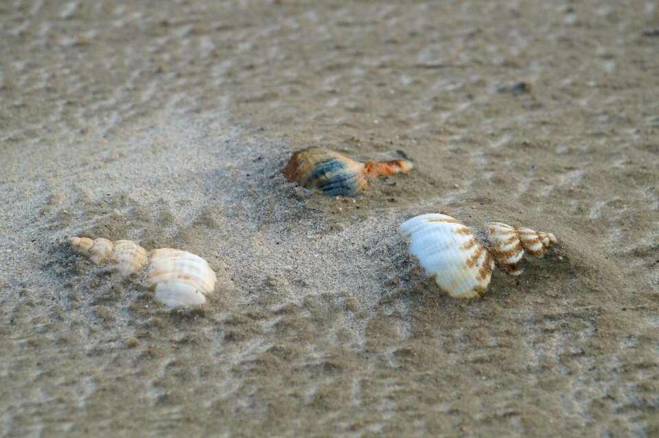 Shell beach sand sand beach photo