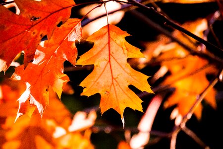 Leaves bright sun photo