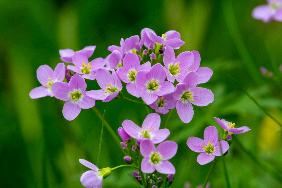 Card amines pratensis flower nature