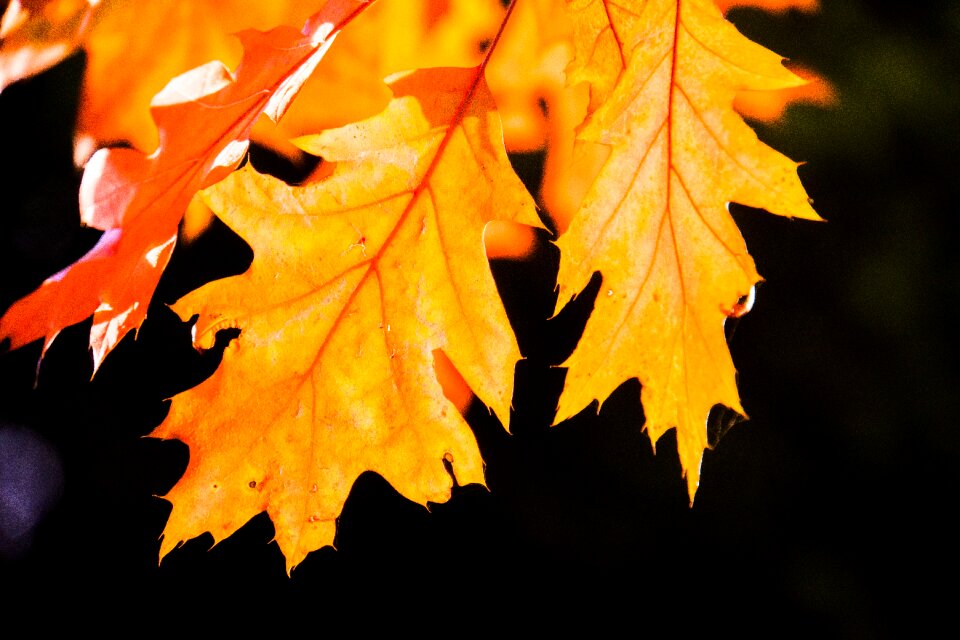 Leaves bright sun