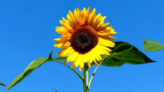 Summer flora bloom
