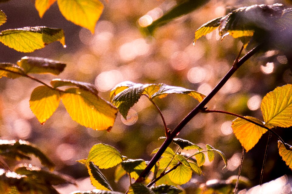 Leaves bright sun