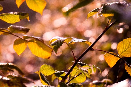 Leaves bright sun photo