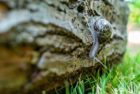 Gastropods shell portrait photo