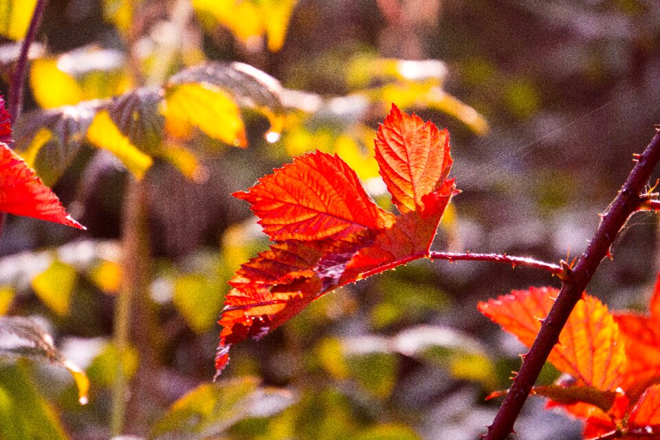 Leaves bright sun