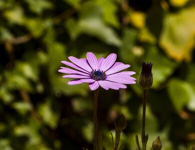 Wild flower small flowers purple