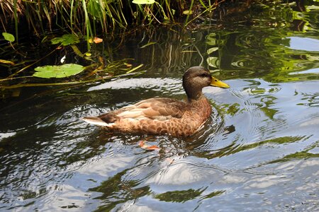 Bird nature river