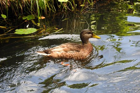 Bird nature river photo