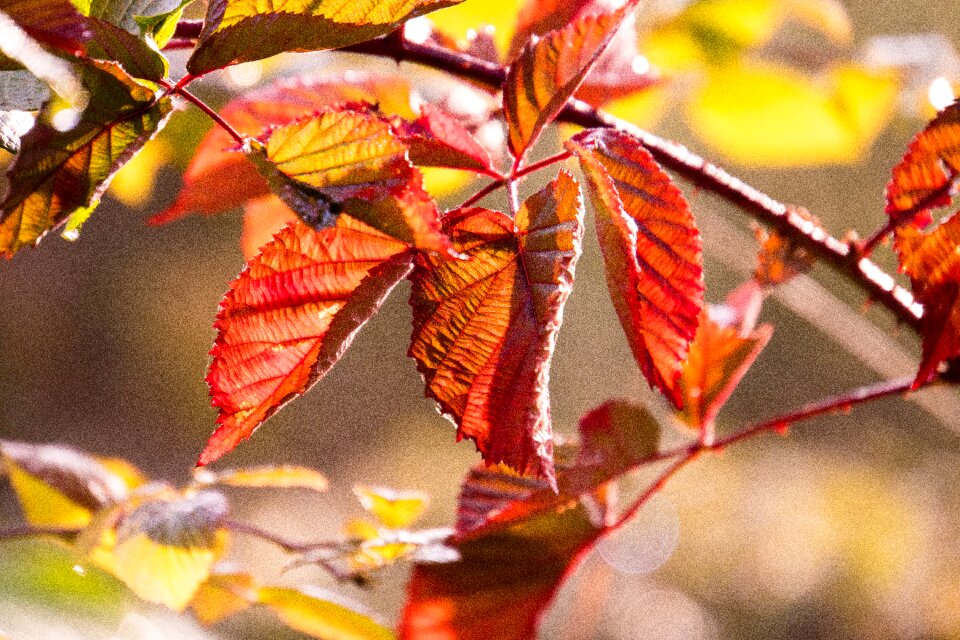 Leaves bright sun