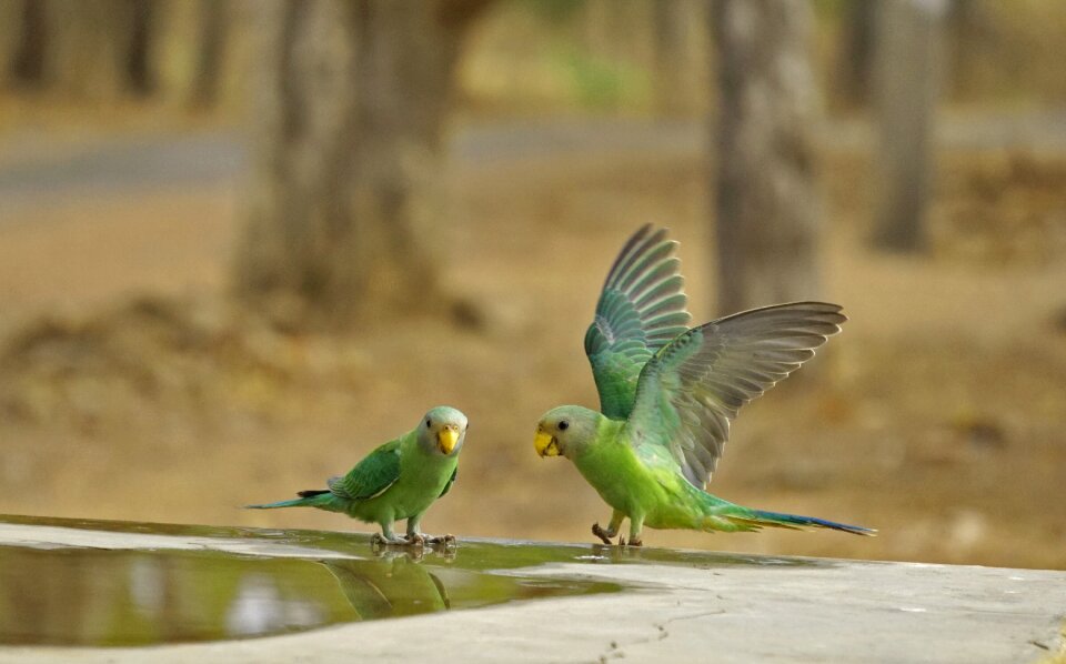 Wildlife bharat banswara
