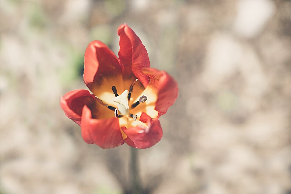 Orange tulip garden flower garden