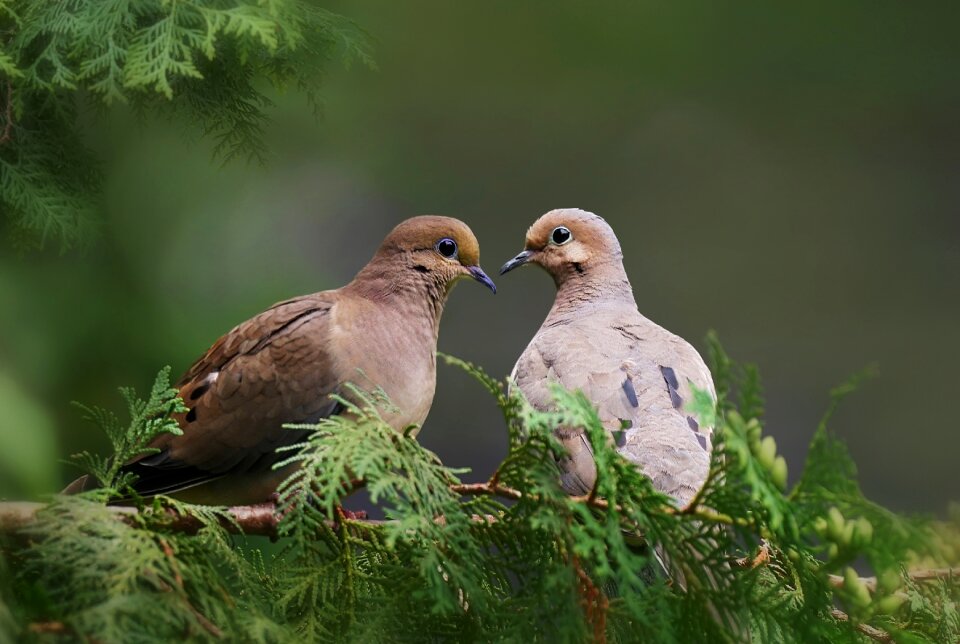 Wild mourning doves green morning
