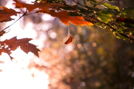 Leaves bright sun