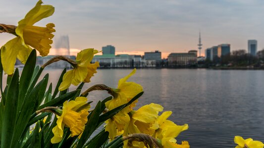 Architecture panorama daffodils