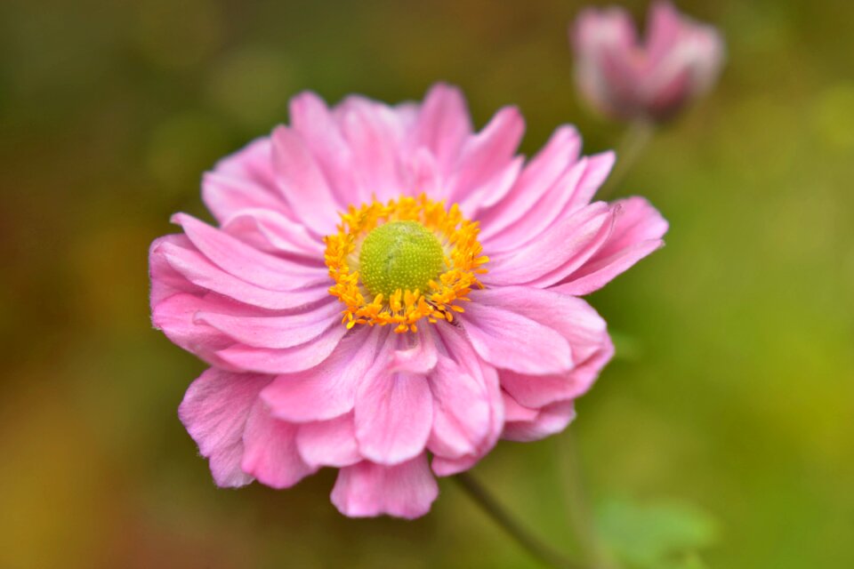 Nature flowers macro