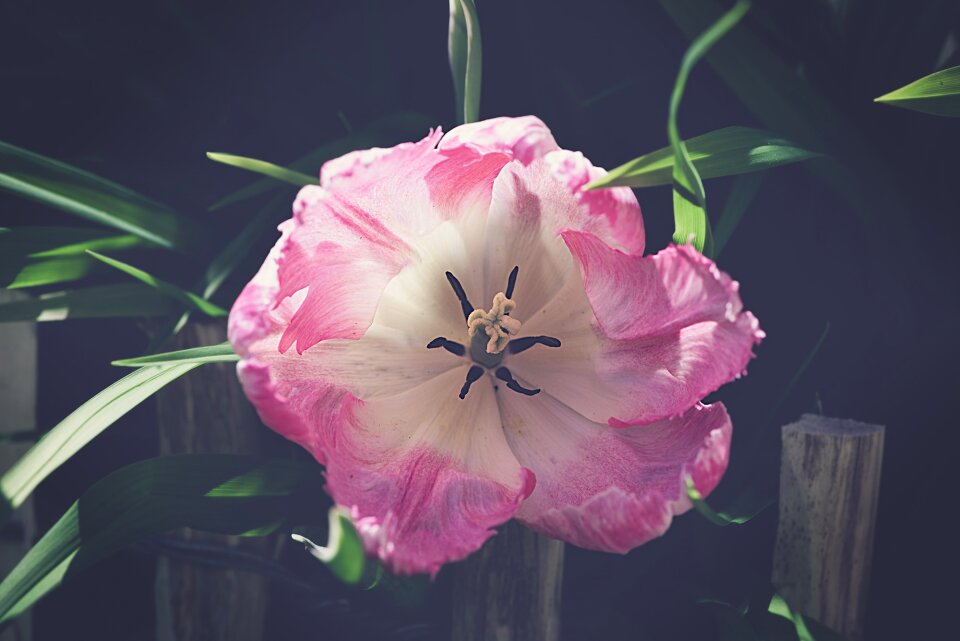 Pink flower blossom bloom