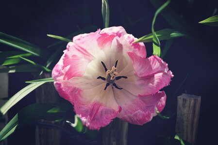 Pink flower blossom bloom photo