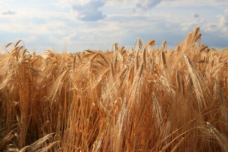 Grain field agriculture photo