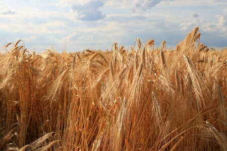 Grain field agriculture