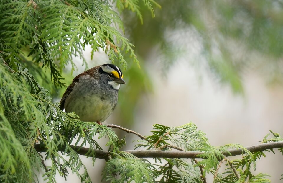 Birds forest nature