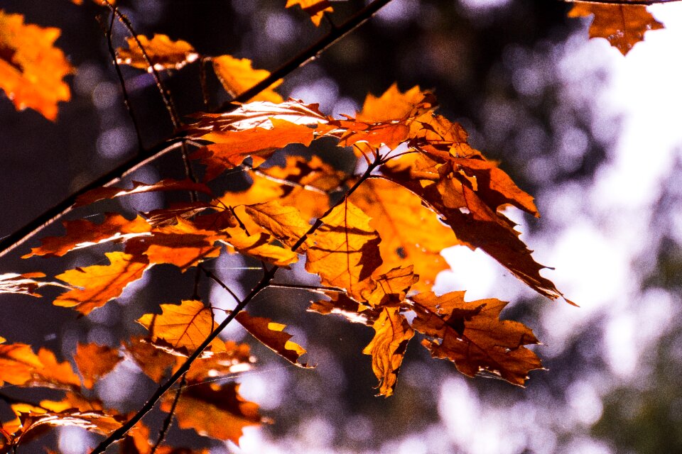 Leaves bright sun
