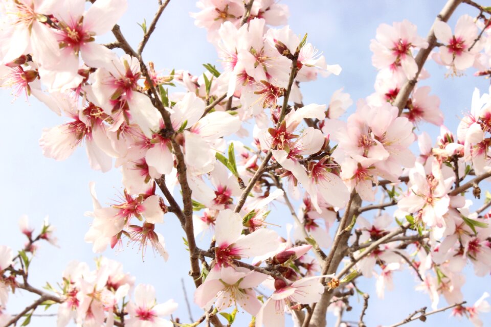 Flowering spring flower photo