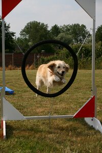 Pet purebred dog obedient