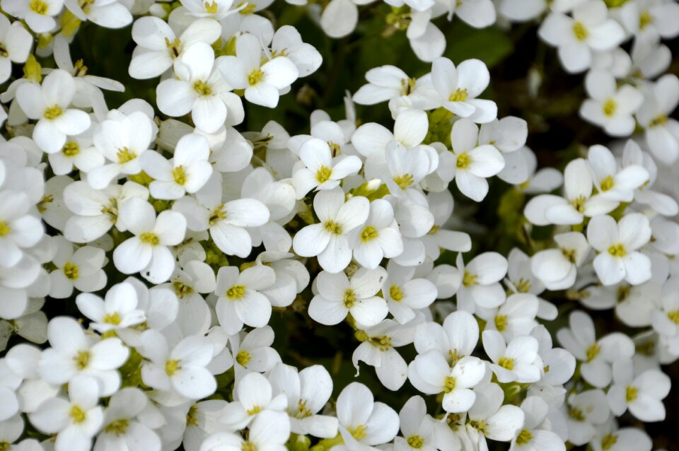 Floral arrangement gardening alysse
