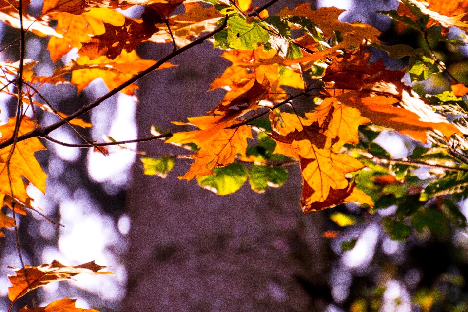 Leaves bright sun