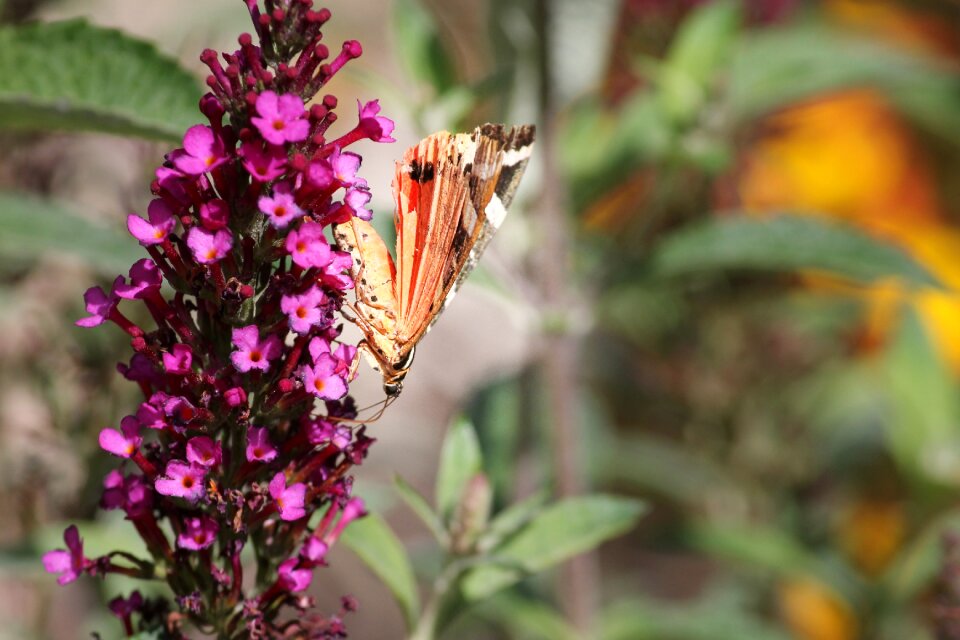 Bloom insect wing