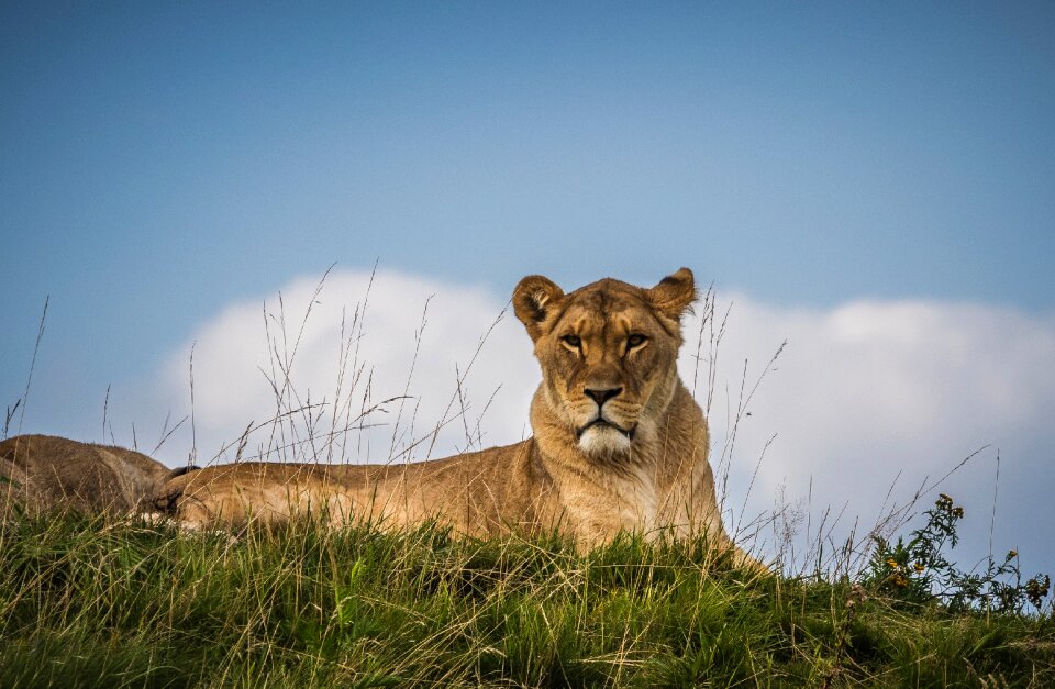 Nature feline animal