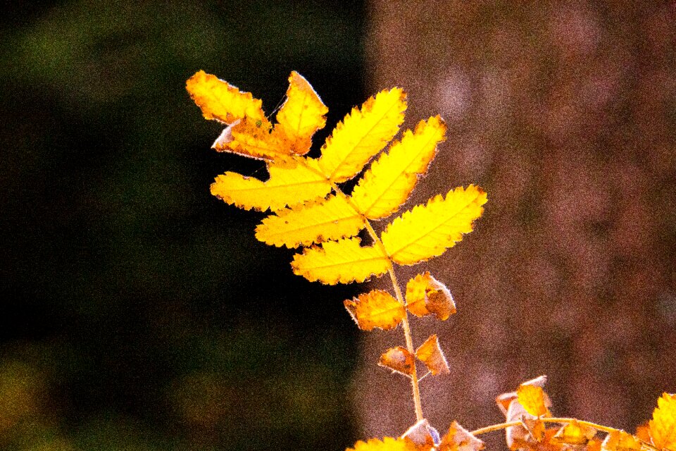 Leaves bright sun