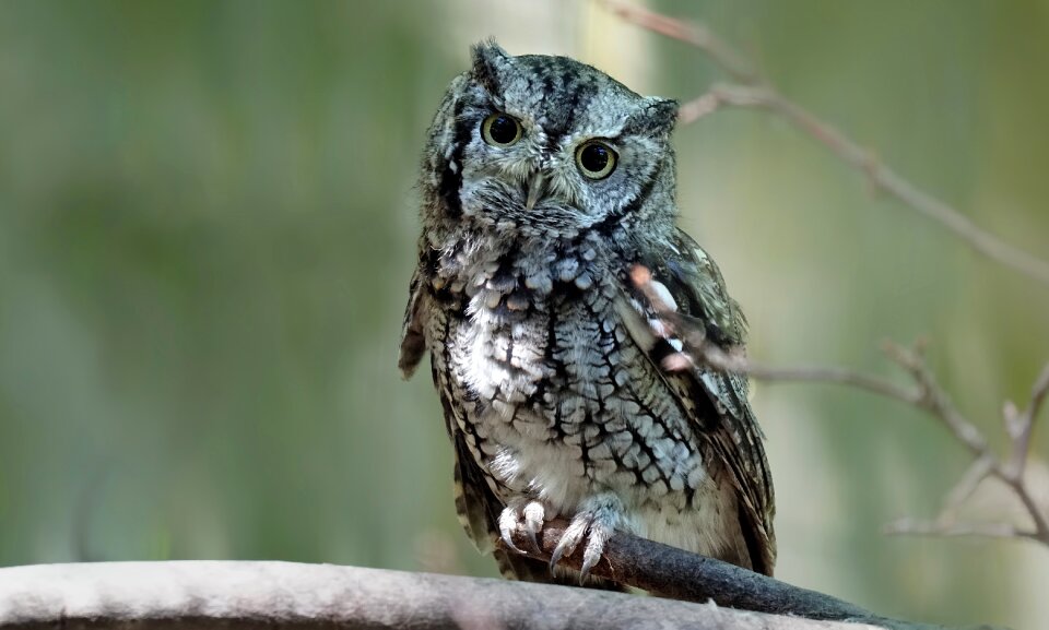 Feathers green birds green owl