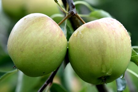 Fresh leaves green apple