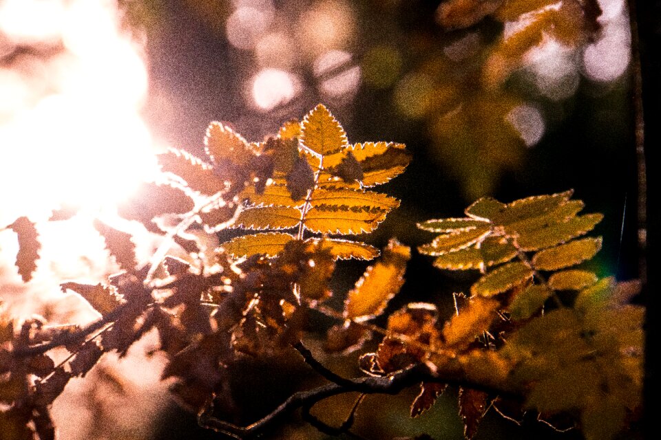 Leaves bright sun