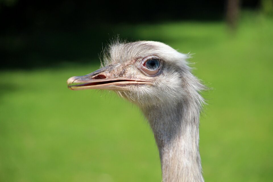 Animal bird beak