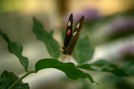 Insect tropical garden photo