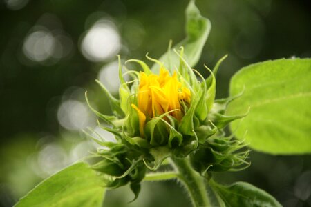 Yellow macro green sunflower