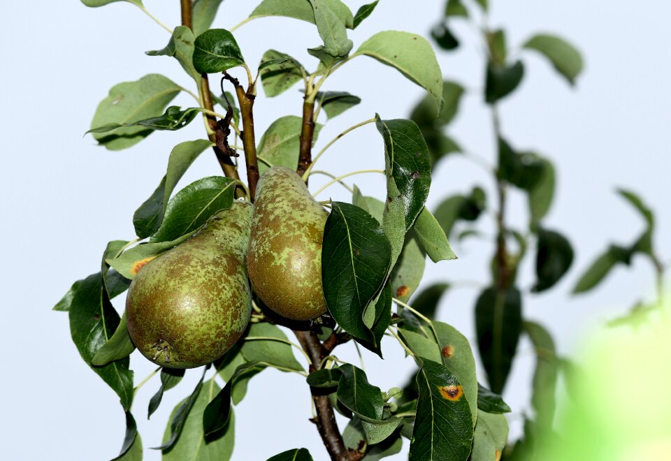 Pears green ripening