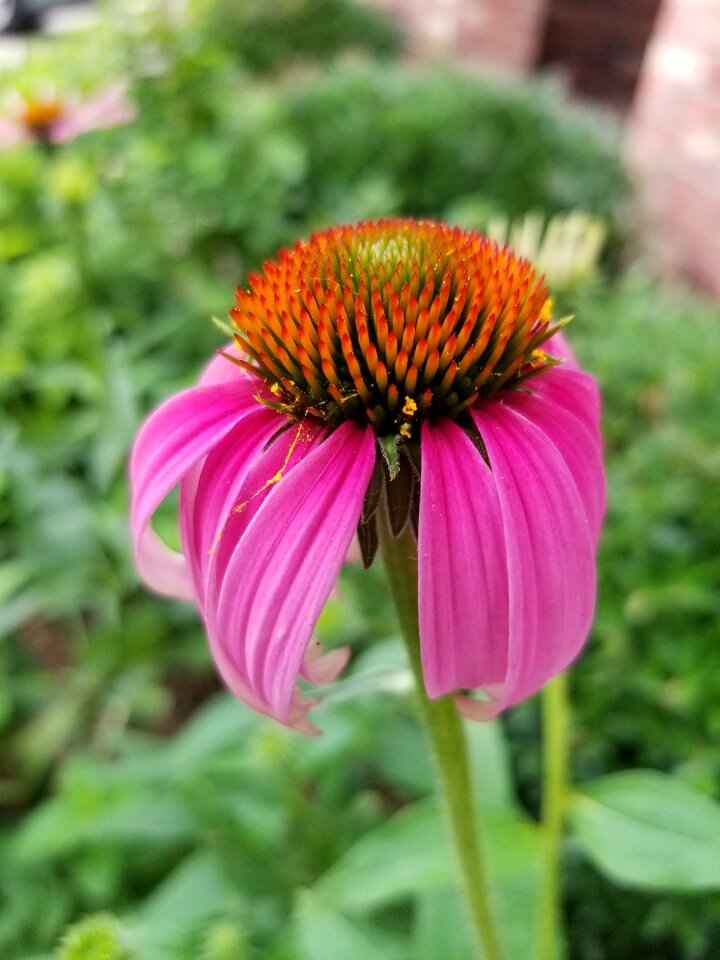 Flowers bloom colorful