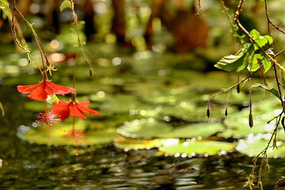 Water flower garden flower