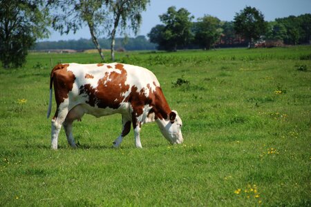 Farm grass herkauwer
