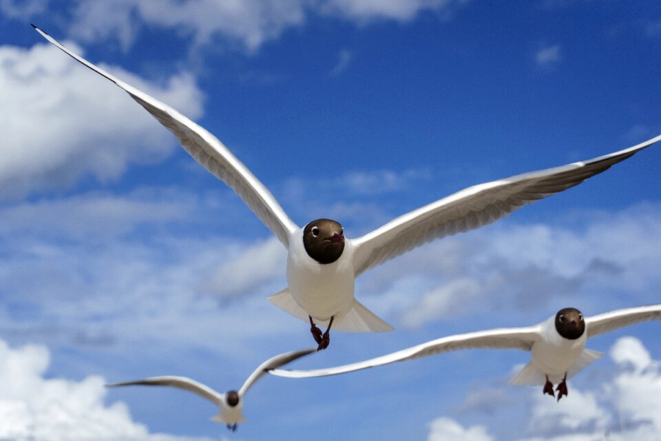 Bird flying black headed gull