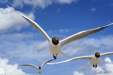 Bird flying black headed gull photo