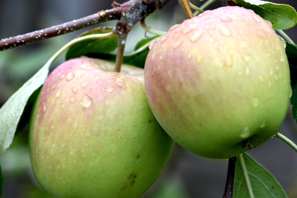 Fresh raindrops red