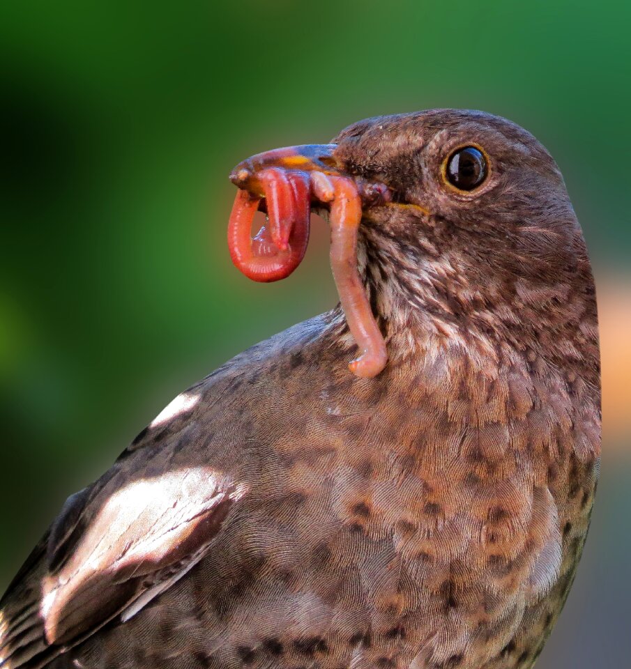 Blackbird worm earthworm photo