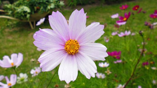 Summer flower white flower