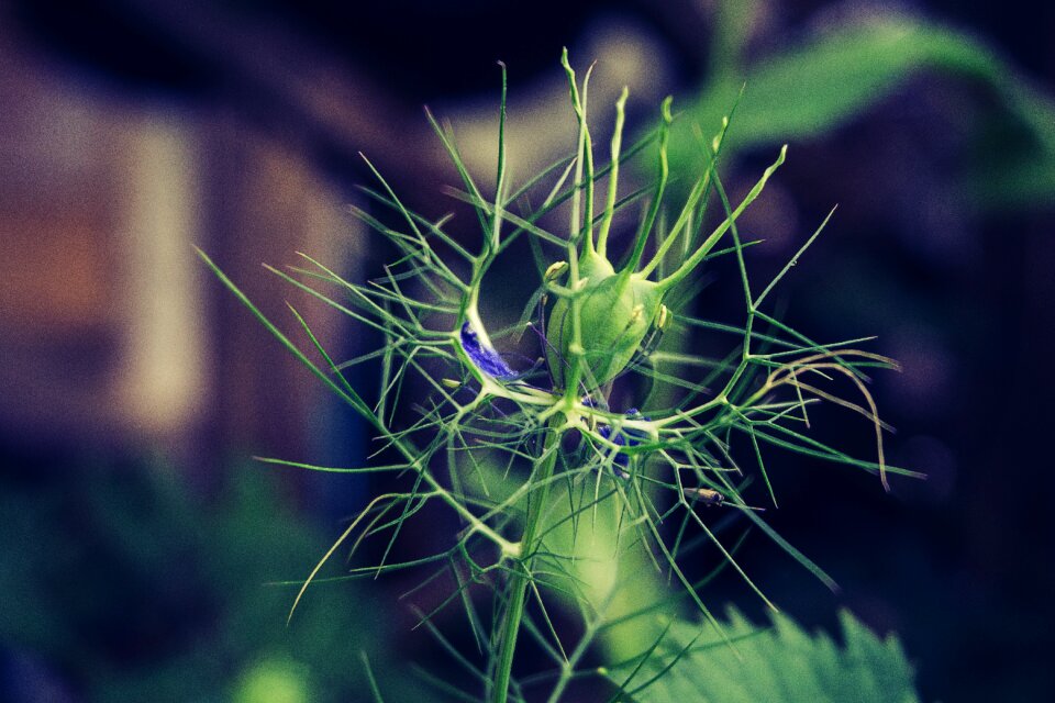 Bloom plant of course