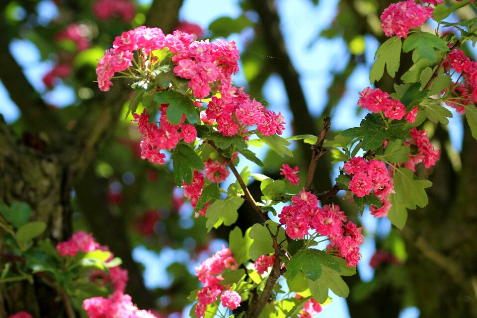 Spring may gałacki